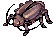 Thief Bug Female