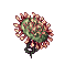 Drosera